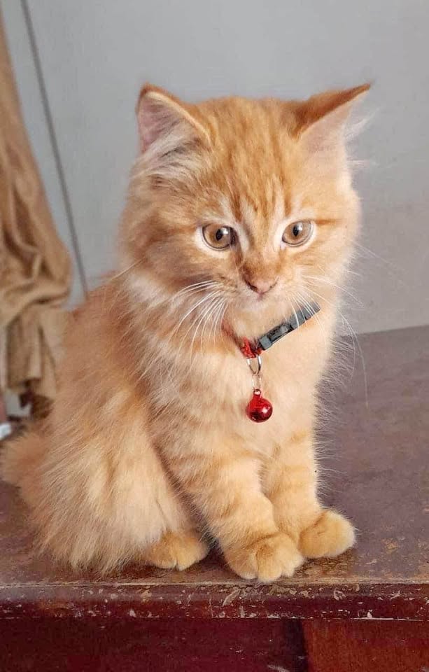 Cat coller
