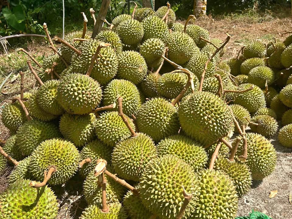 duriyan