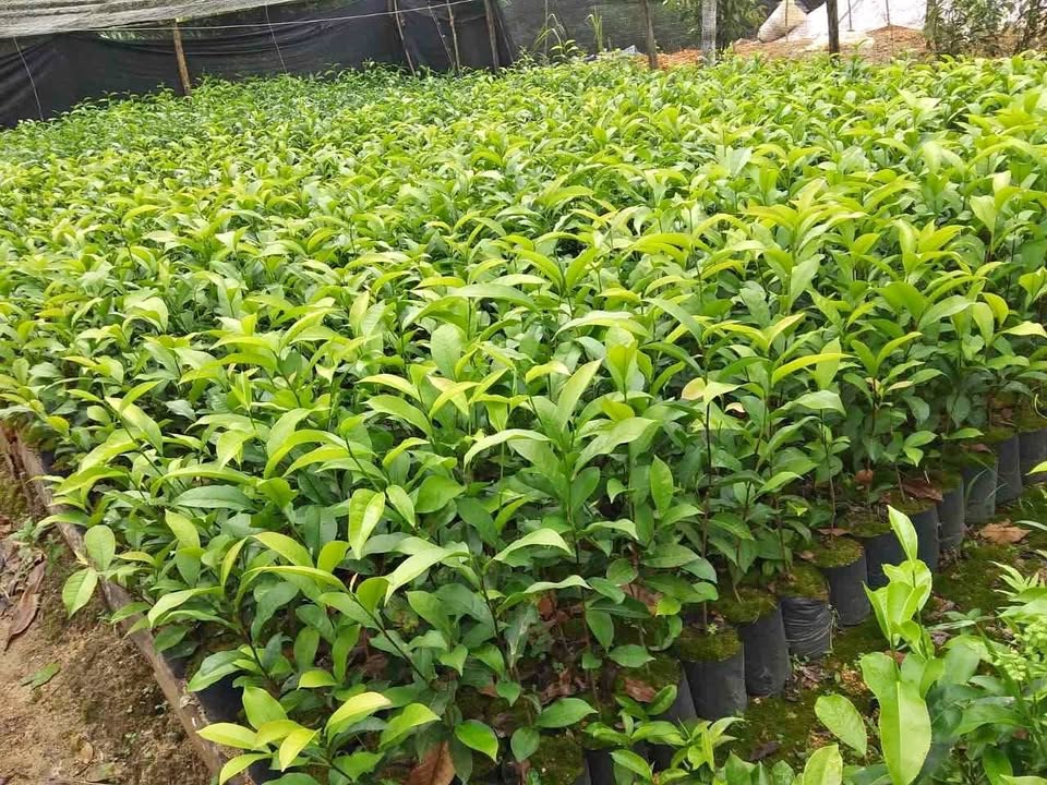 වාර සිටුවීම සඳහා 23 තේ පැල විකිණීමට ඇත
