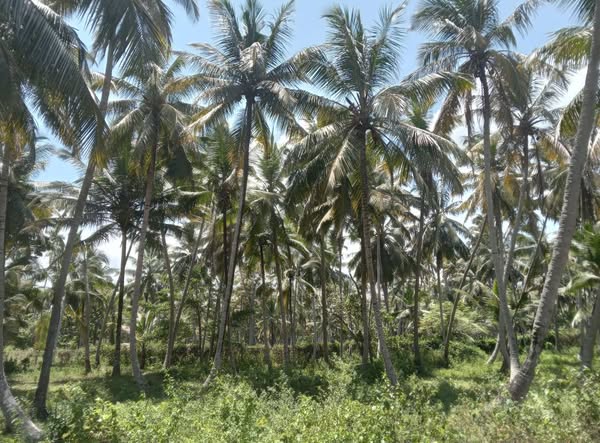 අක්කර 8.5